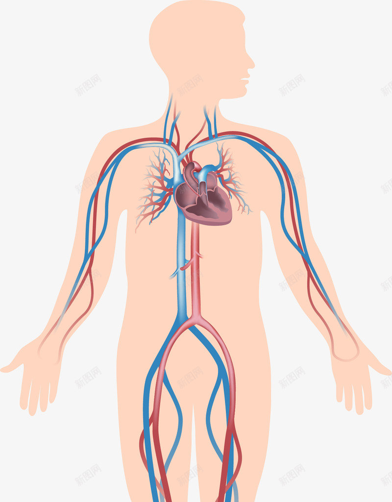 身体里的心脏和血管png免抠素材_88icon https://88icon.com 心脏 心血管 血管 身体