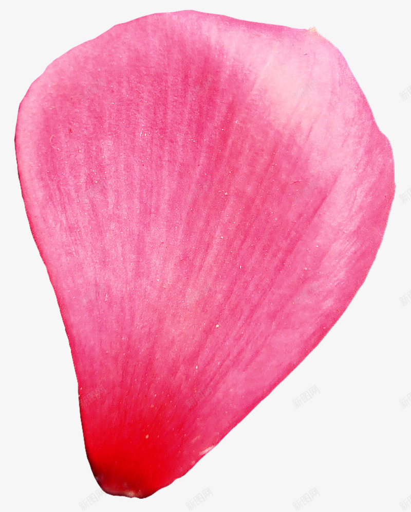 心形花瓣透明花瓣png免抠素材_88icon https://88icon.com ps花瓣素材 动态的花瓣 玫瑰花瓣素材 花瓣图 花瓣飘落素材 飘落的花瓣