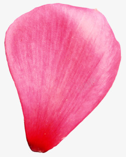 PS图免抠心形花瓣透明花瓣高清图片