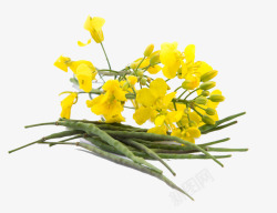 黄色草坪油菜花背景芥末油菜花特写高清图片