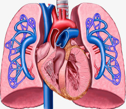 心脏肺部血管素材