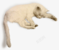 可爱白毛小猫素材