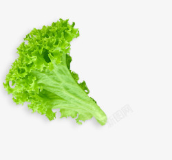 小卷心菜绿色新鲜生菜叶子高清图片