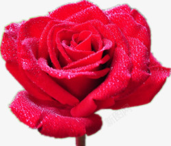 鲜红的玫瑰花素材