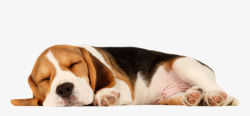 病毒生物图片素材下载黄黑色可爱躺着的狗动物高清图片