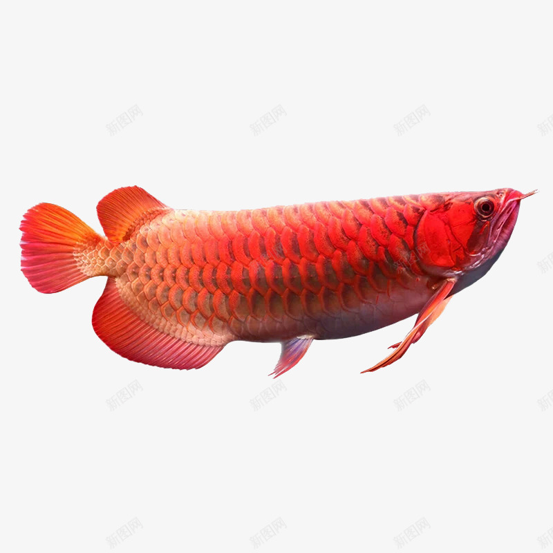 金龙鱼png免抠素材_88icon https://88icon.com 动物 宠物鱼 红色 红金龙鱼 观赏鱼 过背金龙鱼 鱼类