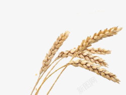 稻谷稻子麦穗条素材