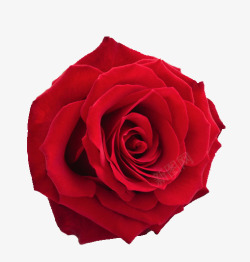 浪漫玫瑰花素材花朵浪漫玫瑰花爱情高清图片