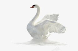 漂亮的鹅白天鹅翅膀鸭绒高清图片