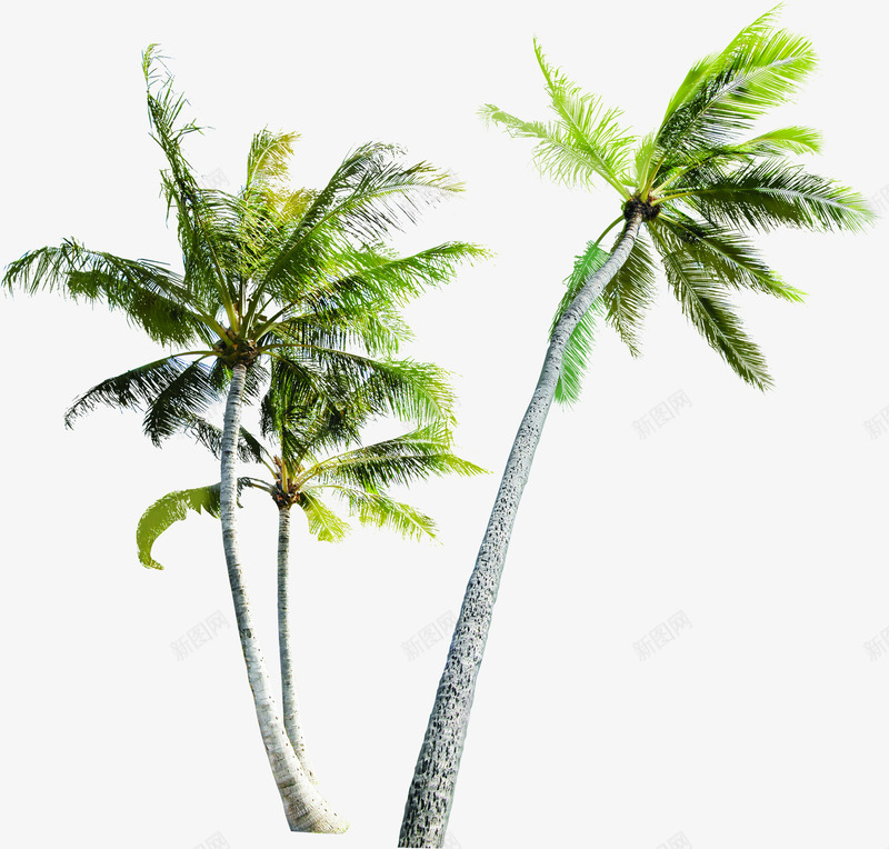 手绘海报植物棕树沙滩png免抠素材_88icon https://88icon.com 棕树 植物 沙滩 海报
