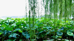 大明湖畔风景素材