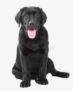 矢量嵴椎黑色拉布拉多犬高清图片