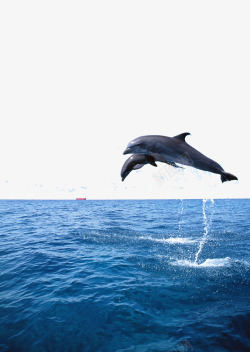 水面鱼跳跃溅起两条鲸鱼一起跃出海面高清图片