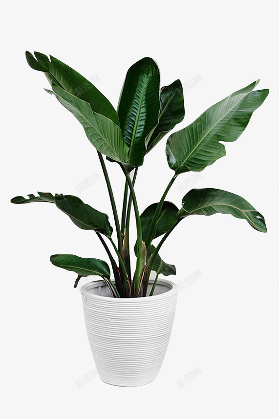 创意合成绿色的树叶造型效果盆栽png免抠素材_88icon https://88icon.com 创意 合成 效果 树叶 盆栽 绿色 造型