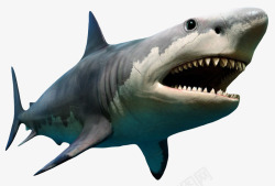 鲨鱼凶猛庞大的巨齿鲨实物高清图片