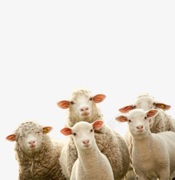 观望牧场绵羊高清图片
