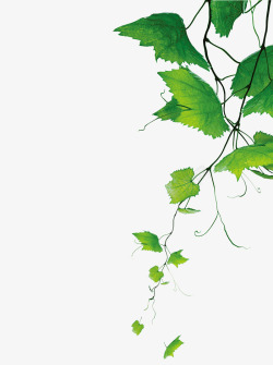葡萄藤枝叶绿色手绘葡萄藤高清图片