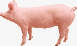 白色的猪农家畜牧业白色种猪配种养殖售卖高清图片