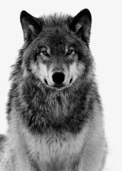 灰狼灰色的狼高清图片