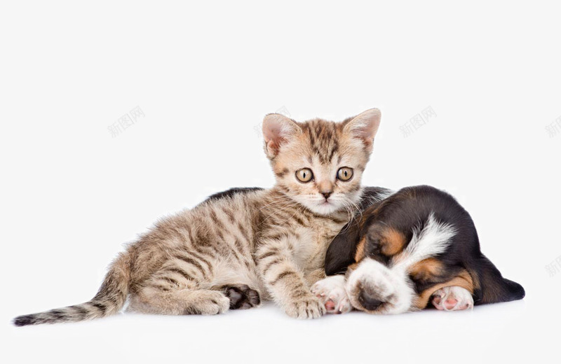 可爱的猫狗宠物png免抠素材_88icon https://88icon.com cat dog pet 动物写真 可爱宠物 可爱小狗 可爱猫咪 可爱猫狗宠物 宠物 宠物狗 宠物猫 家养动物 小狗 小猫 撸猫 狗 猫 猫咪