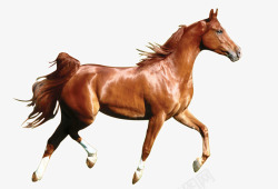 矢量白马动物肥壮的棕色马高清图片