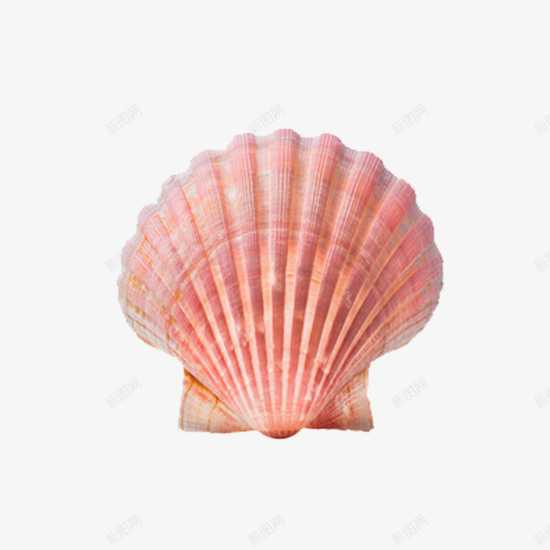 扇贝生物png免抠素材_88icon https://88icon.com 图片 扇贝 海洋生物 海螺 贝壳 高清 高清图片
