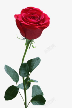 单朵单朵玫瑰花情人节高清图片
