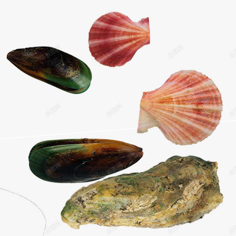彩色贝壳扇贝png免抠素材_88icon https://88icon.com 彩色贝壳 扇贝 贝壳 贝壳素材 贝类