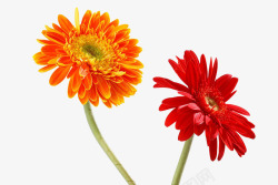 橙色非洲菊红色和橙色菊花高清图片