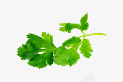 蔬菜叶子绿色香菜高清图片
