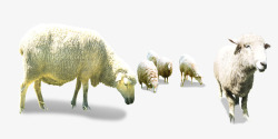 吃草的羊群低头的羊群高清图片