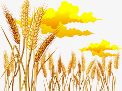 手绘麦穗矢量图素材