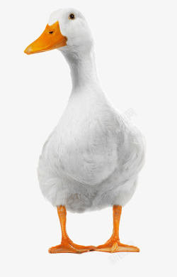 扭头白毛的鸭子高清图片