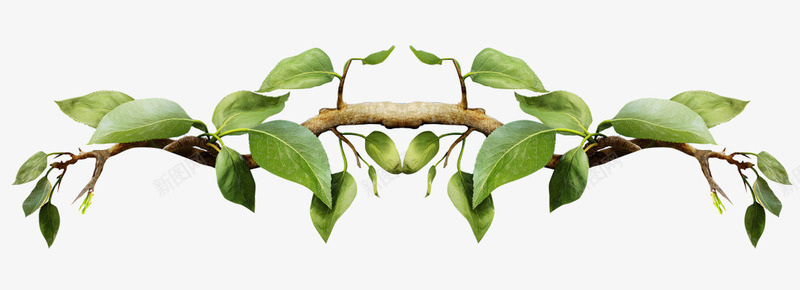 对称树枝装饰图案png免抠素材_88icon https://88icon.com 手绘 枝叶 树 树叶 树枝 树枝横 树腾 树藤 爬藤架 绿叶 绿色 藤蔓