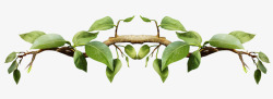 绿色树藤对称树枝装饰图案高清图片