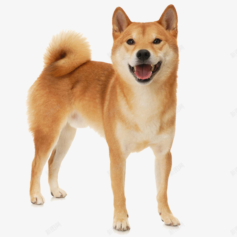 甜笑的柴犬png免抠素材_88icon https://88icon.com 可爱 日本 柴犬 狗狗