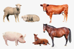 牲畜常见的牛马猪羊动物高清图片