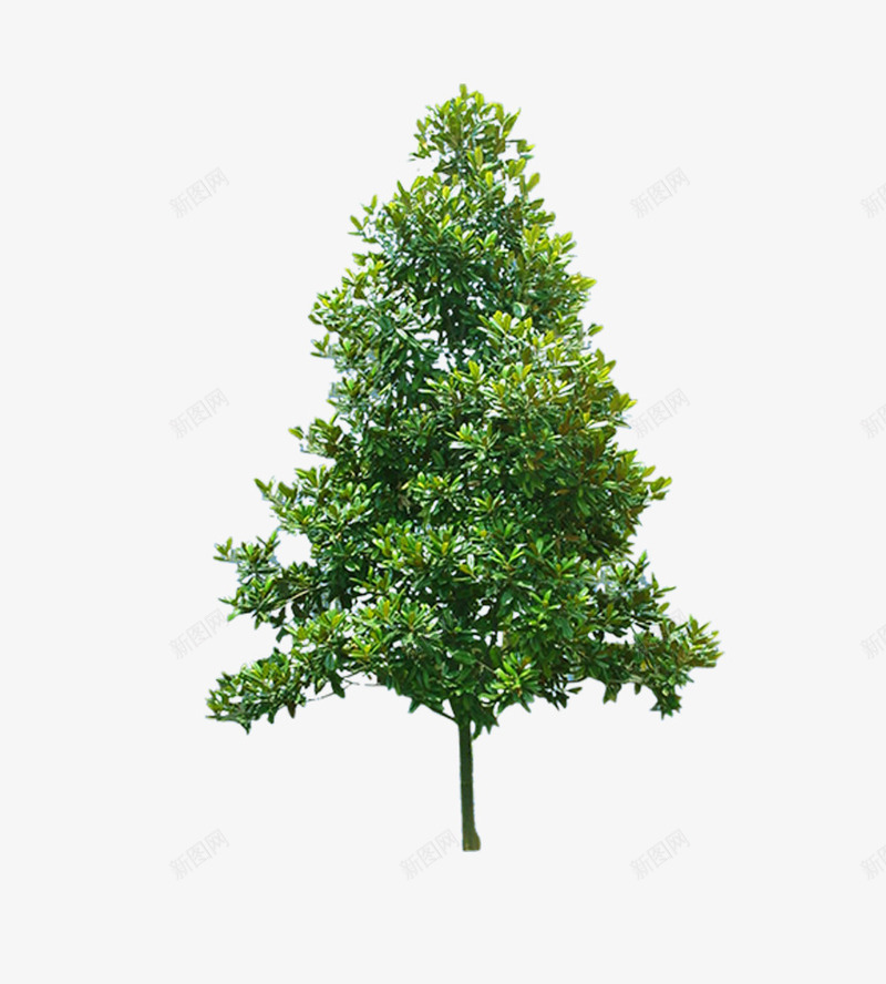 风景树png免抠素材_88icon https://88icon.com 建筑素材 景观 柳树 环境素材 绿化 装饰素材 风景树