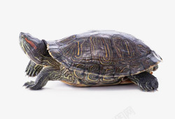 无足的爬行动物乌龟王八鳖小乌龟高清图片