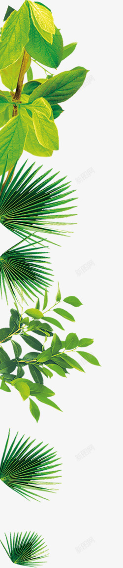 版纳热带雨林植物素材