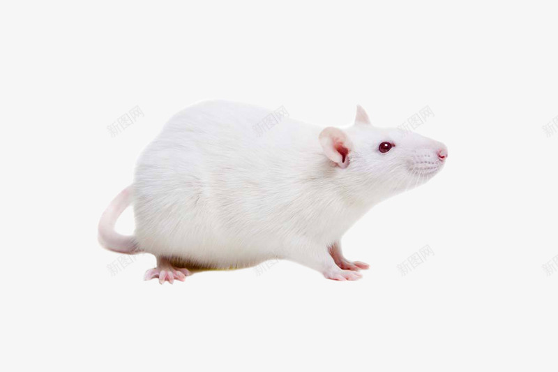 小白鼠老鼠鼠png免抠素材_88icon https://88icon.com 实验小白鼠 小白鼠 小老鼠 小鼠高清 真鼠 老鼠 鼠