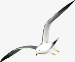 摄影海边飞翔的海鸥海燕素材