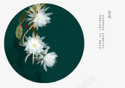 进士昙花昙花花语高清图片