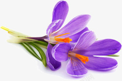 卡通紫罗兰紫罗兰花朵高清图片