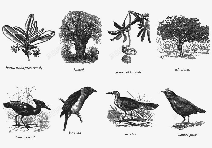 马达加斯加的树木和鸟类png免抠素材_88icon https://88icon.com 树木 植物 素描 鸟类