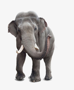 大象正面动物大象高清图片
