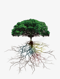 植物根系大树树根高清图片