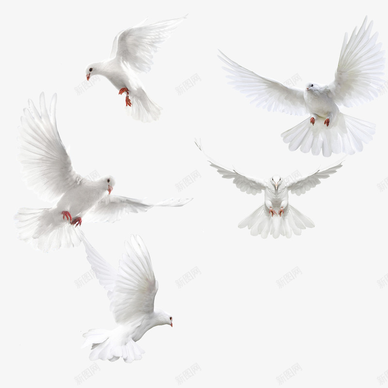 翅膀鸽子白色的鸽子png免抠素材_88icon https://88icon.com 乳鸽 和平鸽 白色 羽毛 飞 飞鸽 鸽子 鸽子图案 鸽子图片素材