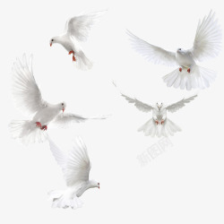 白色鸽子图片翅膀鸽子白色的鸽子高清图片