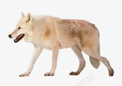 白色头白色的狼高清图片